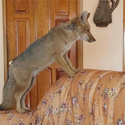 Las imágenes del zorro ‘Antonio’ circulan en las redes sociales. Foto. Internet 