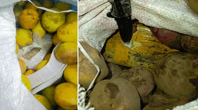 Hallan 10 Paquetes De Marihuana Ocultos En Una Encomienda De Naranjas Y