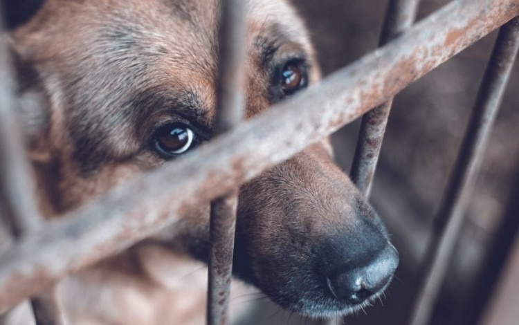 Imagen ilustrativa de un animal maltratado. / Foto: animanaturalis.org.