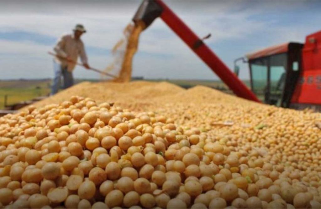 Imagen referencial de la producción de soya. / Foto: SCE