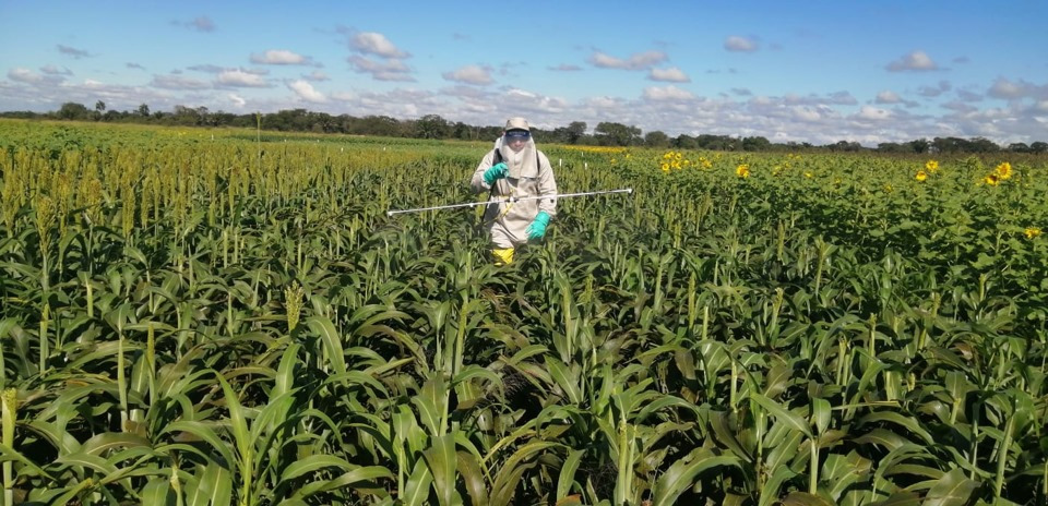 Imagen referencial de un predio con cultivos. / Foto: Essence Magazines