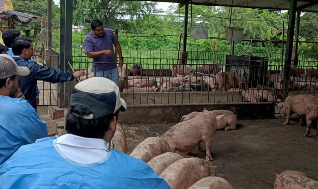 Producción de cerdo en UCEBOL. / Foto: Adepor.