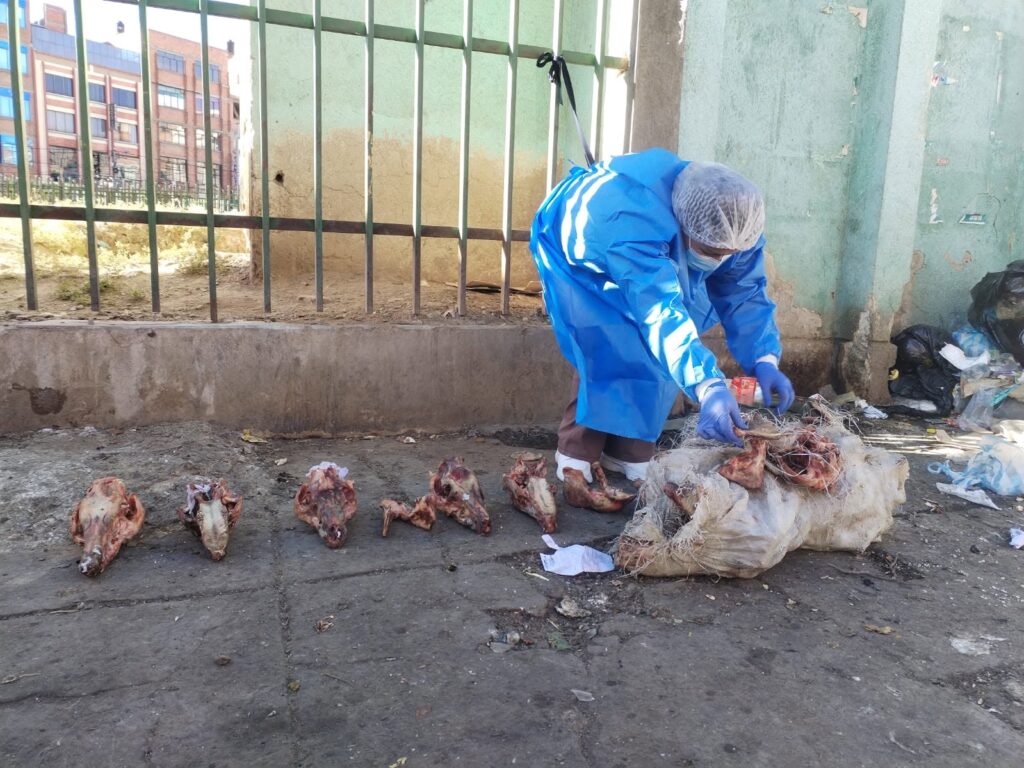 Una funcionaria de la Alcaldía de El Alto inspecciona los huesos hallados en El Alto. / Foto: GAMEA.