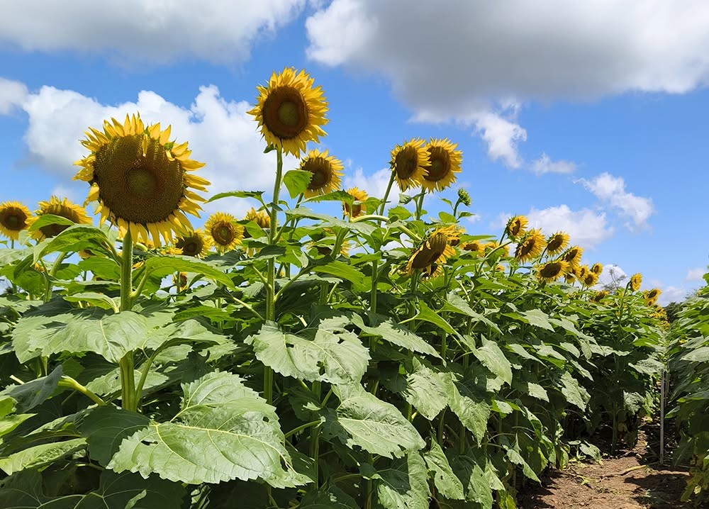 Una plantación de girasol que Anapo expuso en una feria. / Foto: Anapo