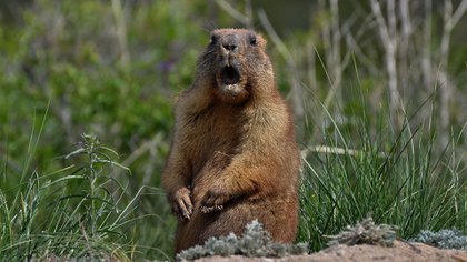 Las marmotas son los roedores preferidos de parte de la población de Mongolia. Su caza y consumo están prohibidos para evitar la proliferación de enfermedades contagiosas (Shutterstock.com)