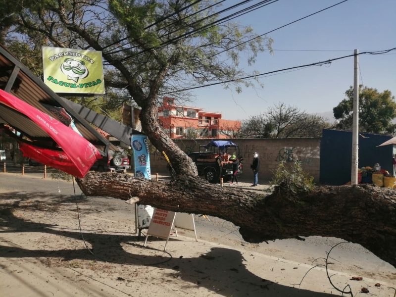 Ráfagas de viento intensas provocan caída de arboles e incendios en Tarija