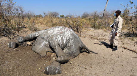 Botsuana, más cerca de resolver la extraña muerte de 300 elefantes tras recibir los primeros análisis