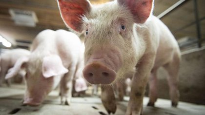Una nueva gripe porcina que amenaza con convertirse en pandemia (AFP)