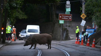 Un cerdo en el barrio de Santa Teresa, en Río de Janeiro (Reuters/Archivo)