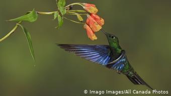 Ecuador Yanacocha Naturschutzgebiet | Blauflügelkolibri Great Saphirewing (Imago Images/All Canada Photos)