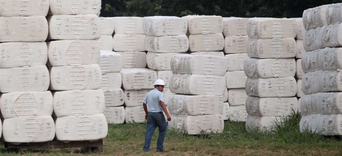 Los algodoneros reflejan una dura crisis económica por falta de mercado para su producción /Foto: Jorge Uechi 