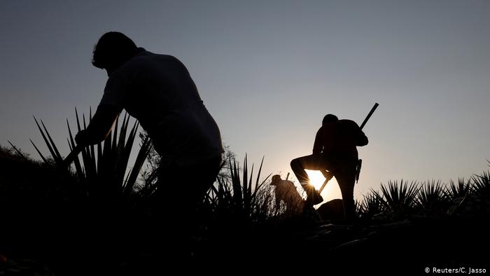 Foto de trabajadores agrícolas en México