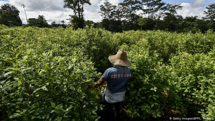 Foto de agricultor en campo de coca