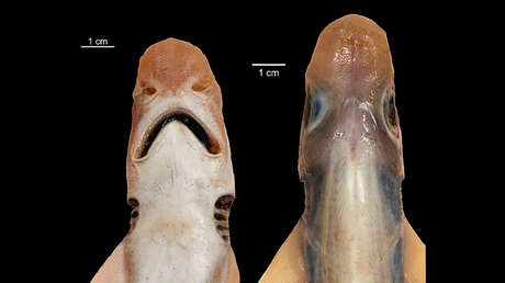 Un raro tiburón sin piel y sin dientes es capturado en aguas del Mediterráneo