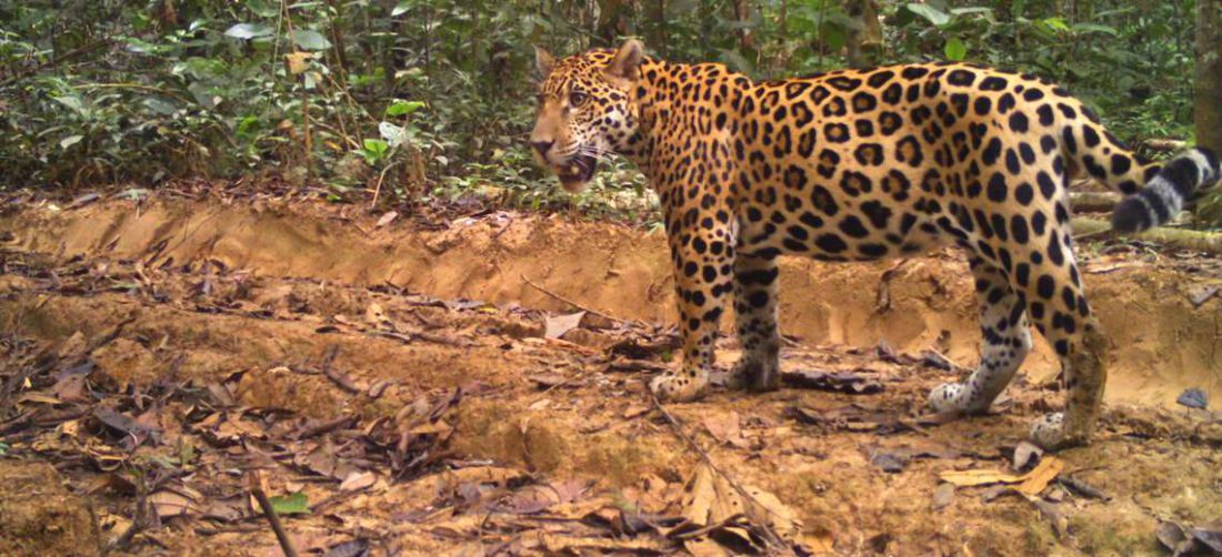 Jaguares en Bolivia: bajan incautaciones, crecen sospechas por nuevas modalidades de las m