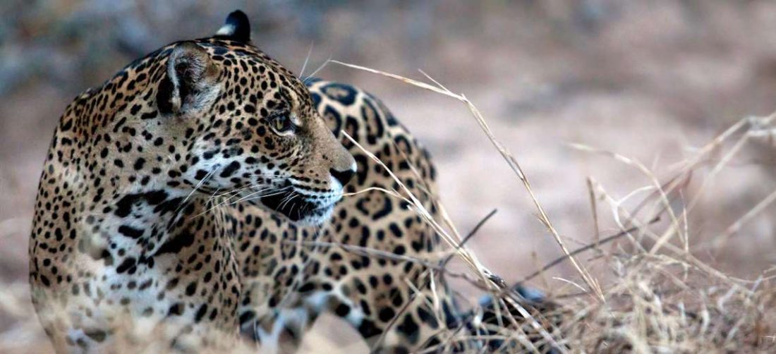 Jaguares en Bolivia: bajan incautaciones, crecen sospechas por nuevas modalidades de las m