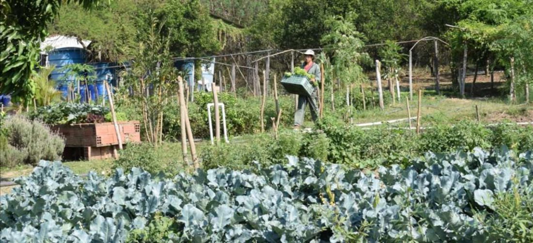 La Plataforma defiende la producción agroecológica en el país /Foto: Probioma 