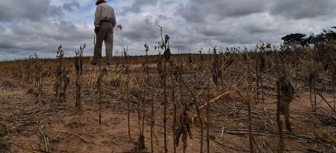 Piden la biotecnología para defender sus cultivos de los efectos adversos del clima 
