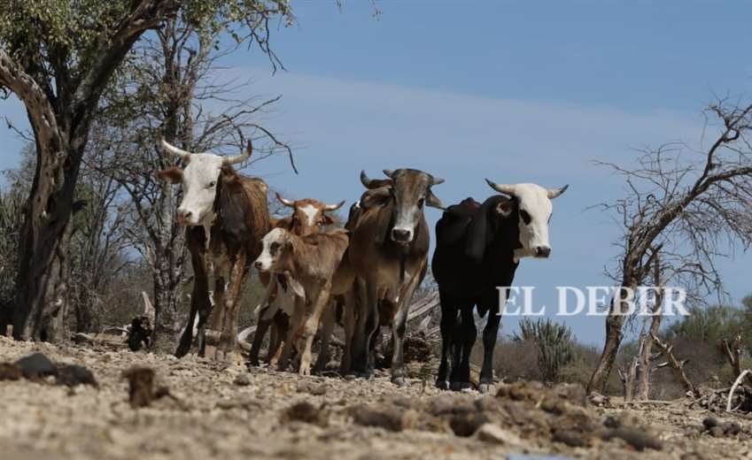 Los ganaderos dicen que no pueden acceder a créditos/Foto: Hernan Virgo