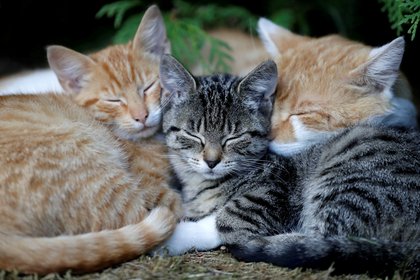 Los gatos son criaturas en extremo sensibles que expresan una multitud de sentimientos mediante su lenguaje corporal, explicó el veterinario japonés. (REUTERS/David W Cerny)