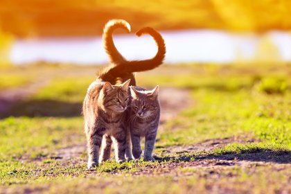 Si bien en Japón es la mascota preferida, en todo el mundo la popularidad del gato va en aumento. (Shutterstock)