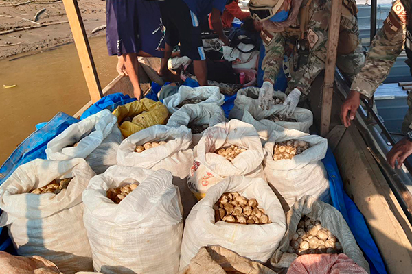 Confiscan 10.500 huevos de tortuga en el río Mamoré