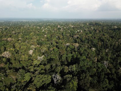 Amazonas. REUTERS/Nacho Doce/File Photo