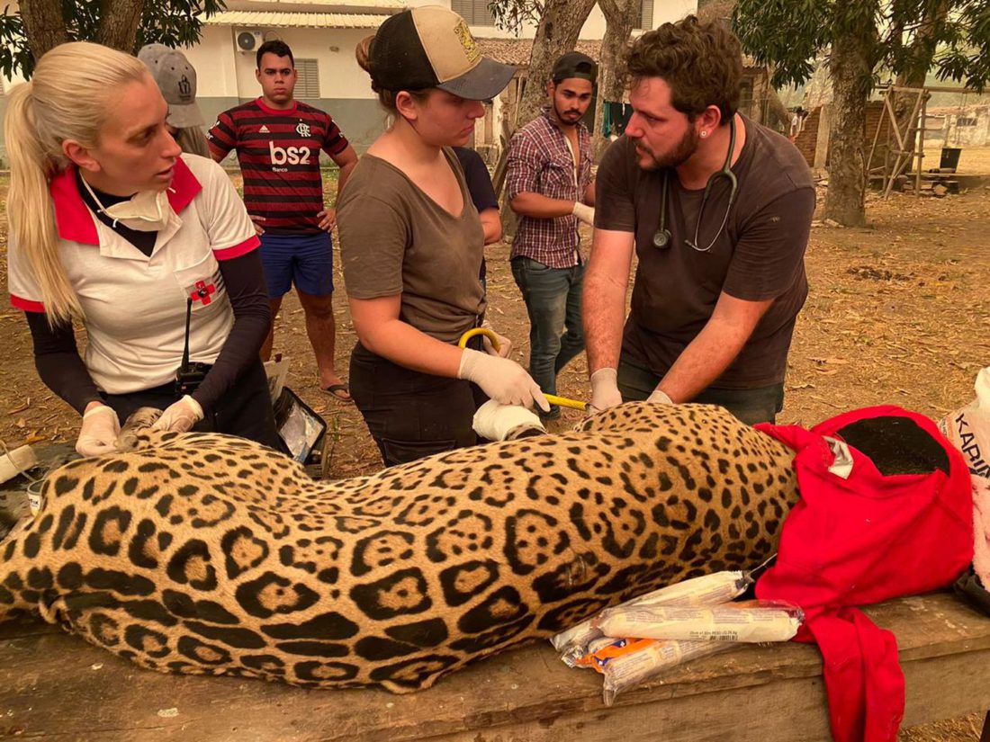 Voluntarios y veterinarios atienden al jaguar rescatado por la familia Falcão durante los incendios en el Pantanal de Mato Grosso.