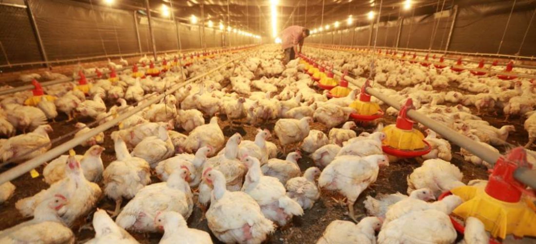 El sector avícola se vio afectado por el escenario de subida de precios. Foto: EL DEBER