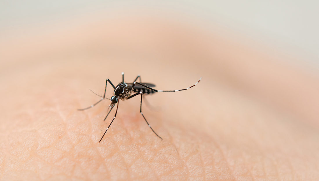 Todo lo que necesitas saber para cuidar del Dengue a niños y niñas – Portal  Garrahan