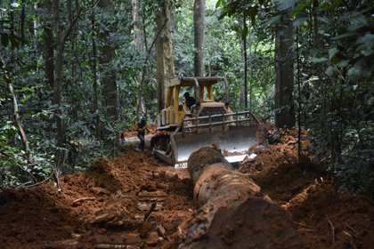 La tala ilícita de madera es la principal preocupación de varias comunidades indígenas en la Sierra Tarahumara, reportó una encuesta llevada a cabo en febrero de 2018 por la Comisión Estatal para los Pueblos Indígenas (COEPI) (Foto: EFE) 