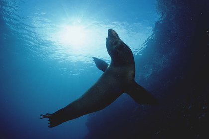 Un oso marino de las islas Galápagos (Reinhard Dirscherl/imageBROKER/Shutterstock)