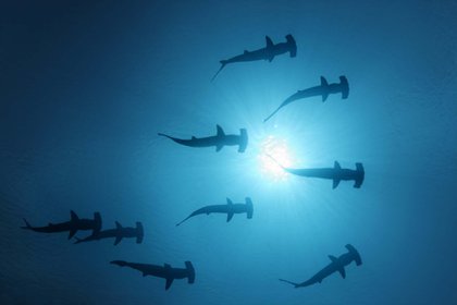 Nueve tiburones martillo nadando en aguas abiertas con el sol en la superficie del mar, vistos desde abajo, en la zona de la isla Darwin, archipiélago de las Galápagos (Foto de Norbert Probst/imageBROKER/Shutterstock)