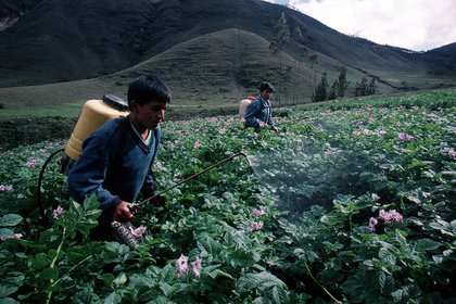 Trabajadores rocían con pesticidas un plantación de papas en Cajamarca, Perú, (fotos: Greenpeace)