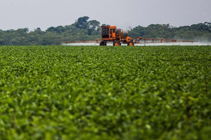 Una maquina esparce pesticidas sobre una plantación de soja en el Mato Grosso brasileño. 