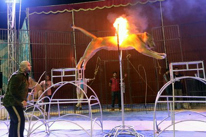 Los animales salvajes son un espectáculo clásico en los circos (EFE/EPA/KHALED ELFIQI/Archivo) 