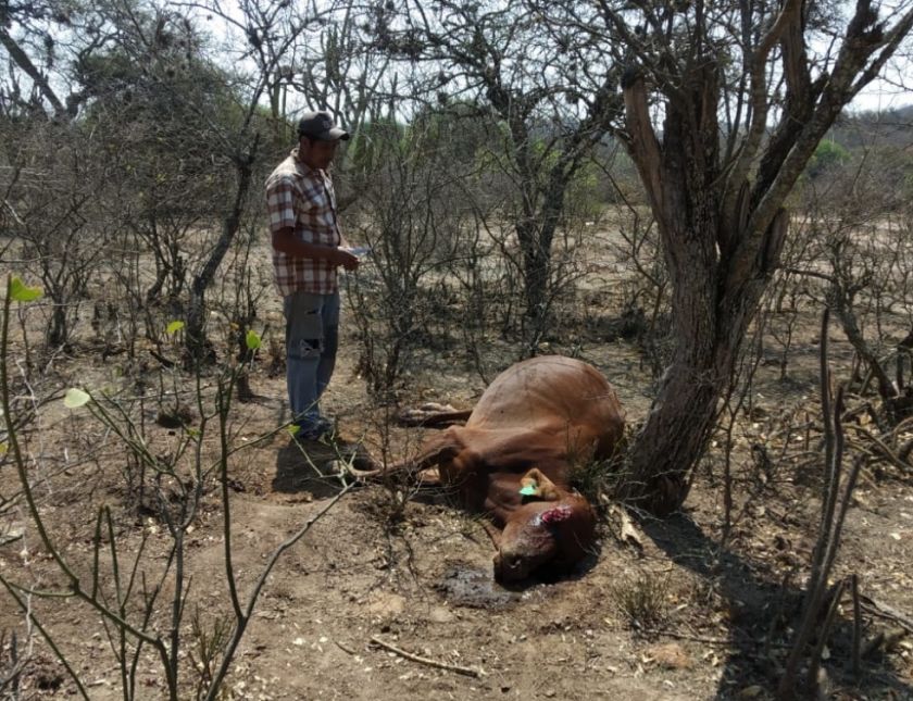 El fuego arrasa pastizales en Macharetí y la sequía mata al ganado en Huacaya