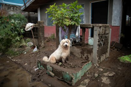 Un perro cubierto de barro en Batangas City (REUTERS/Eloisa Lopez)