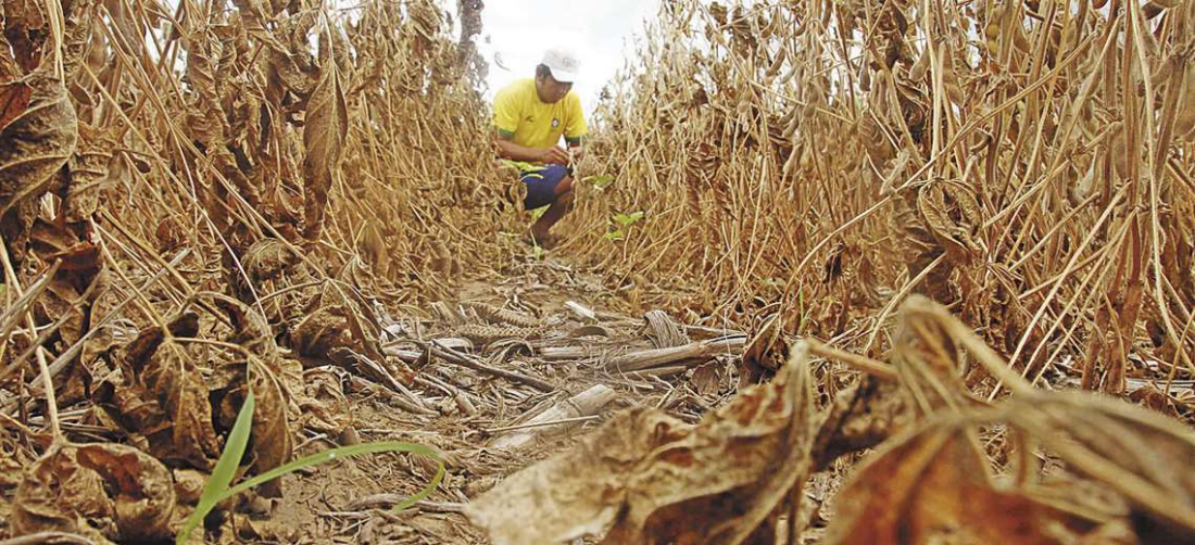 La sequía dejó cicatrices en el cultivo de soya en el ciclo agrícola de invierno 