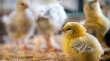 Japón confirma un brote de influenza aviar altamente patógena