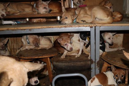 Docenas de animales fueron encontrados debajo de mesas y sillas, en estantes y demás lugares de una pequeña casa en Japón. Picture taken October 19, 2020. Doubutukikin/Handout via REUTERS