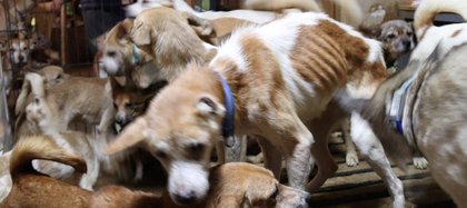 Los perros tenían desnutrición y parásitos, fueron reclamados por las autoridades japonesas y grupos activistas de animales. Picture taken October 19, 2020. Doubutukikin/Handout via REUTERS