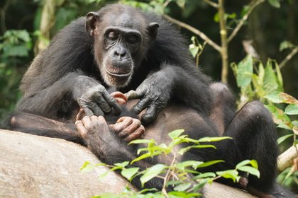Foto de archivo de un chimpancé POLITICA INVESTIGACIÓN Y TECNOLOGÍA LIRAN SAMUNI, TAÏ CHIMPANZEE PROJECT 