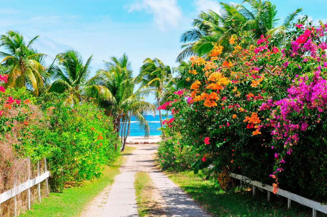 Puede que sea más pequeña que St. Kitts, pero Nevis tiene lo suyo. El lugar de nacimiento de Alexander Hamilton es casi perfectamente redondo, con suaves pendientes que se elevan hasta la cima de su volcán inactivo, y la isla es conocida por sus posadas históricas y complejos turísticos de primera categoría