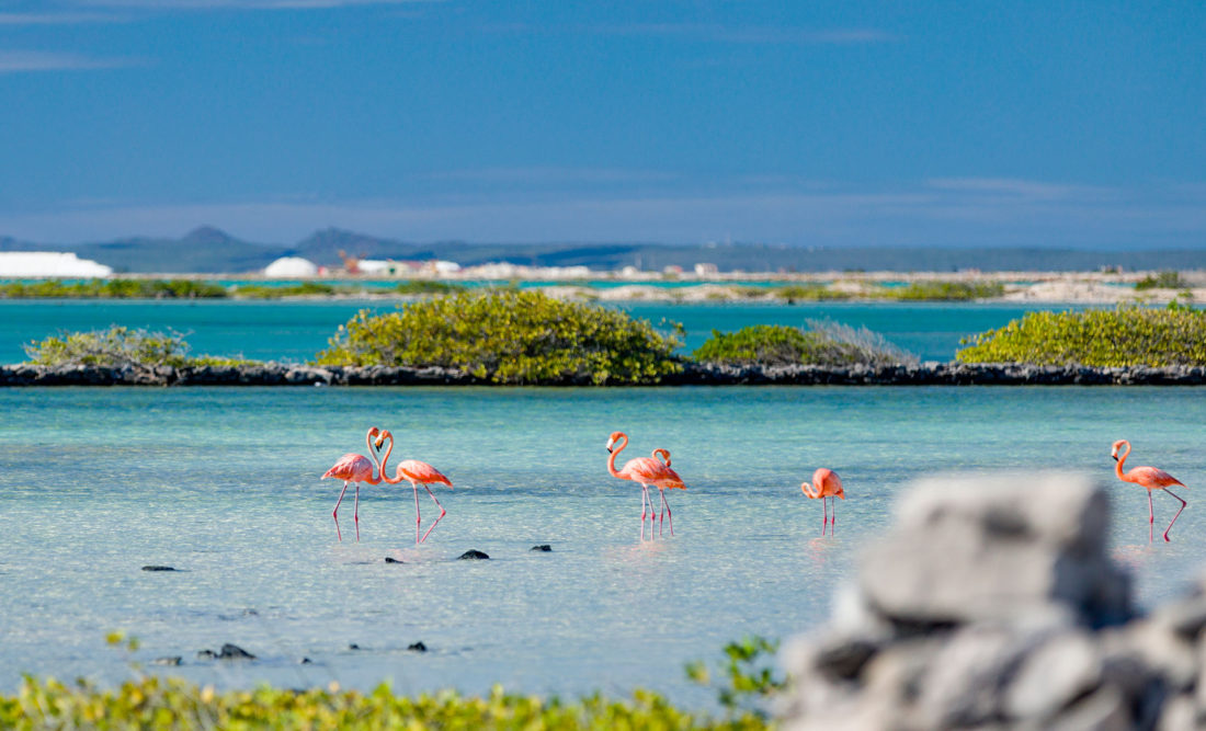 Una de las características más llamativas de Bonaire es Pekelmeer Flamingo Sanctuary, ubicado en las salinas del sur de la isla y hogar de más de diez mil flamencos. Si bien el santuario en sí está fuera del alcance de los viajeros, aún puede disfrutar de la observación de aves desde la cercana Pink Beach. Si bien los flamencos pueden ser un atractivo, la isla alberga más de 22 playas, formaciones de cuevas marinas y más que la convierten en un paraíso para los amantes de la naturaleza y la playa