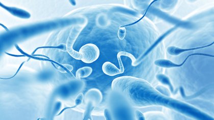 Una investigación de 2006 había hallado que pacientes que murieron de SARS-CoV mostraron una destrucción generalizada de las células germinales con pocos o ningún espermatozoide (Shutterstock)