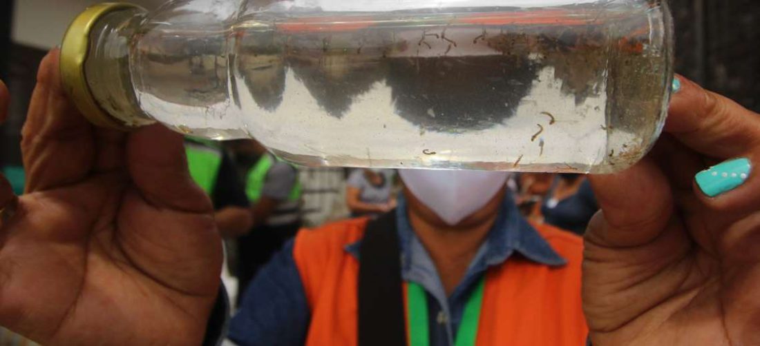 El índice de infestación larvaria en la ciudad es del 10,20% /Foto: Jorge Gutiérrez