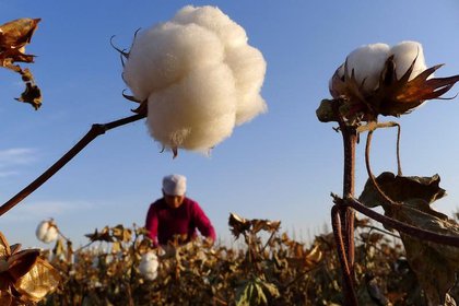 Cosecha de algodón en un campo en Hami, en la región autónoma china de Xinjiang (Reuters)