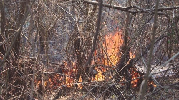 Los focos de incendio bajan a 9; fuego persiste en parque Kaa-Iya | Diario Pagina Siete