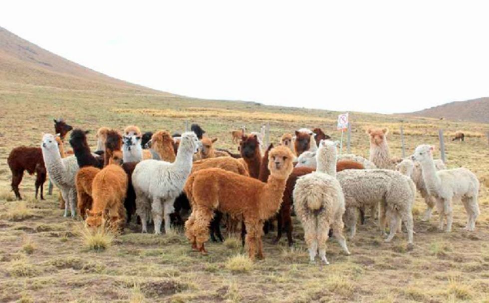Disminuye la población de ganado camélido en Tarija